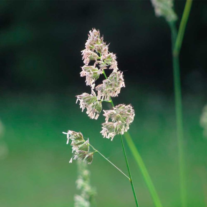 Зубровка душистая — hierochloe odorata (l.) p. beauv.
