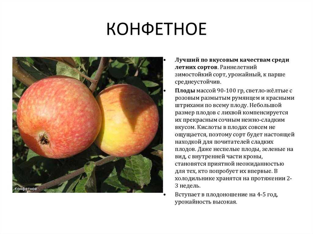 Яблоня "орловский пионер": полезные советы по уходу и хранению, полное описание сорта и фото selo.guru — интернет портал о сельском хозяйстве
