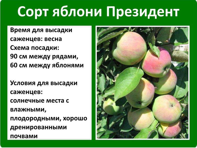 Колоновидная яблоня - сорта, уход и выращивание (фото)