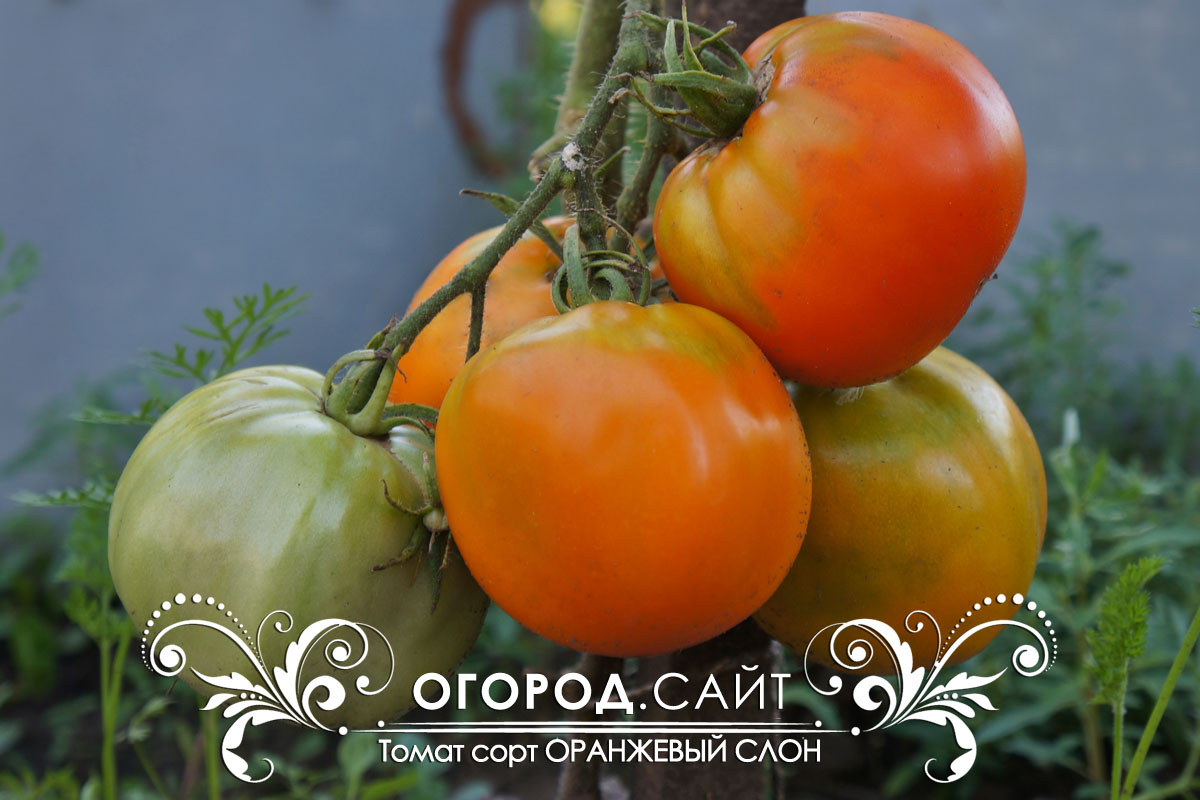 35 сортов штамбовых томатов, что это такое, для открытого грунта