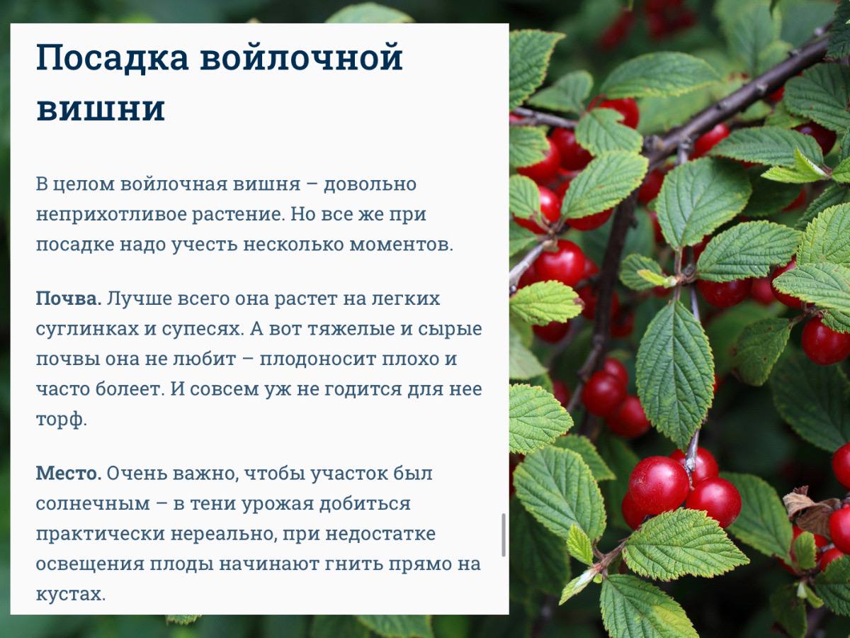 Войлочная вишня: фото, описание сортов, отзывы, посадка и уход