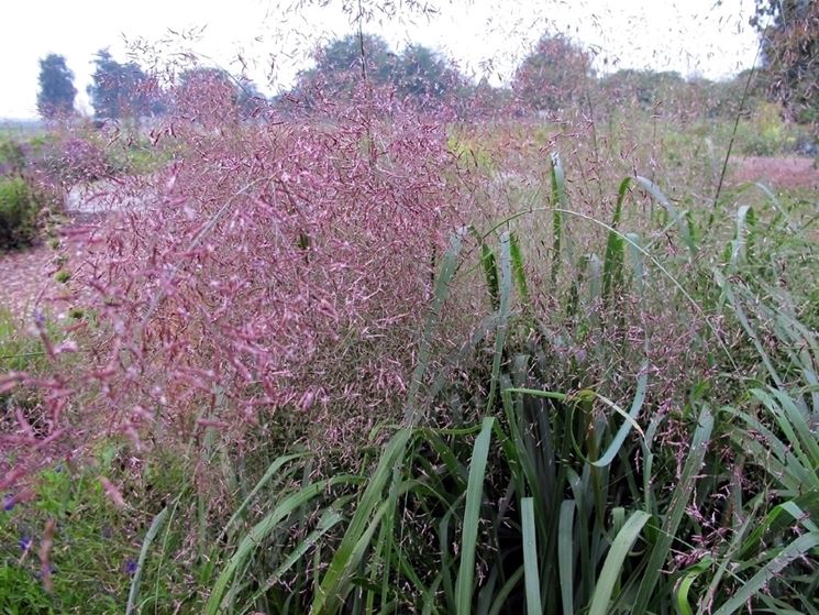 Agrostis capillaris: характеристики полевицы.