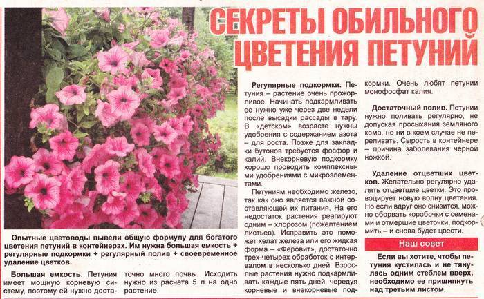 Хирита — выращивание и уход в домашних условиях, фото видов