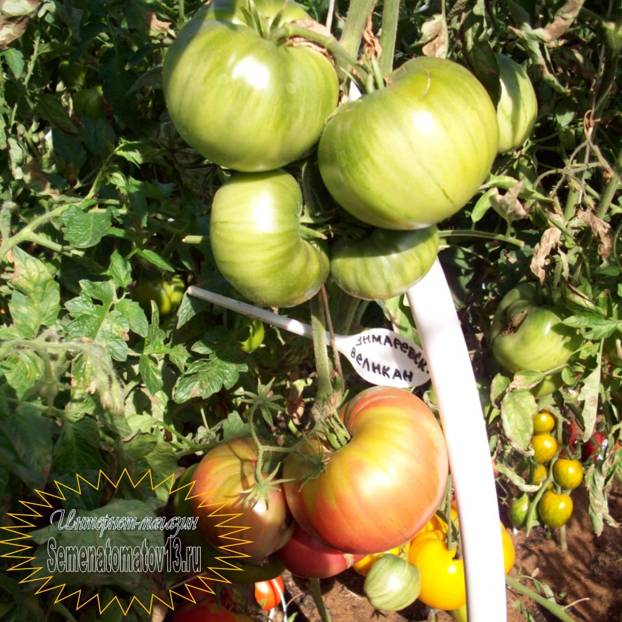 Самые урожайные сорта томатов для открытого грунта | tomatland.ru