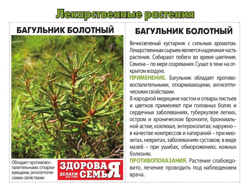 Трава багульник болотный: фото, описание, лечебные свойства растения и рецепты применения