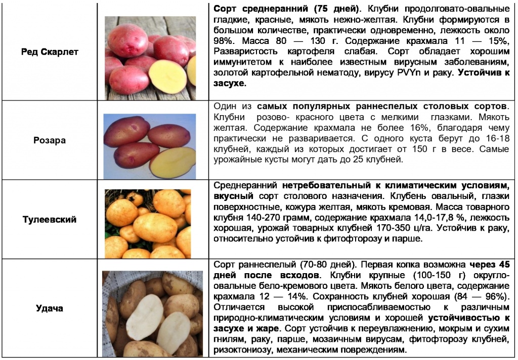 Среднеспелые сорта картофеля - республиканское унитарное предприятие «научно-практический центр национальной академии наук беларуси по картофелеводству и плодоовощеводству»