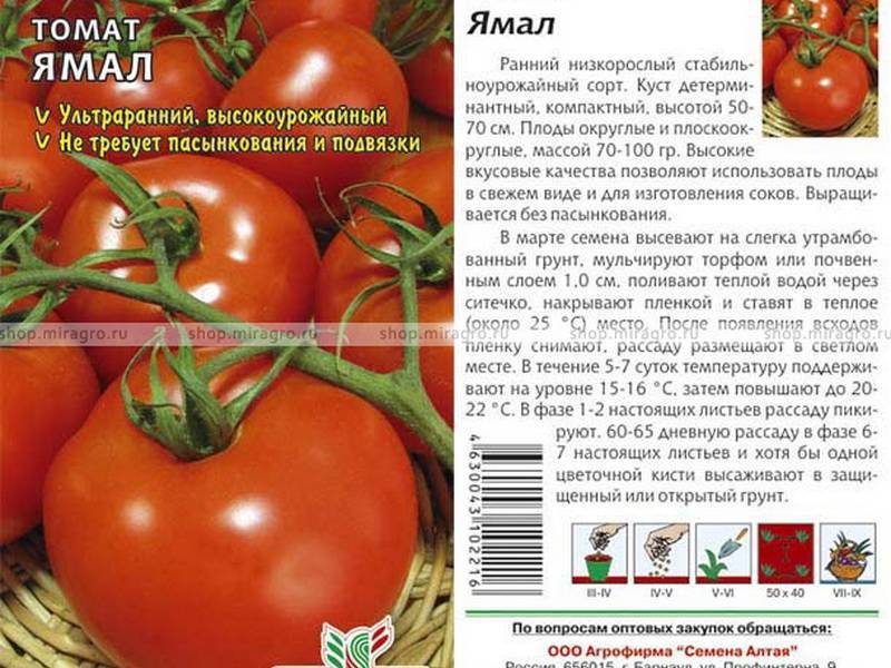 Томат солоха: отзывы тех кто сажал помидоры об их урожайности, характеристика и описание сорта, фото куста
