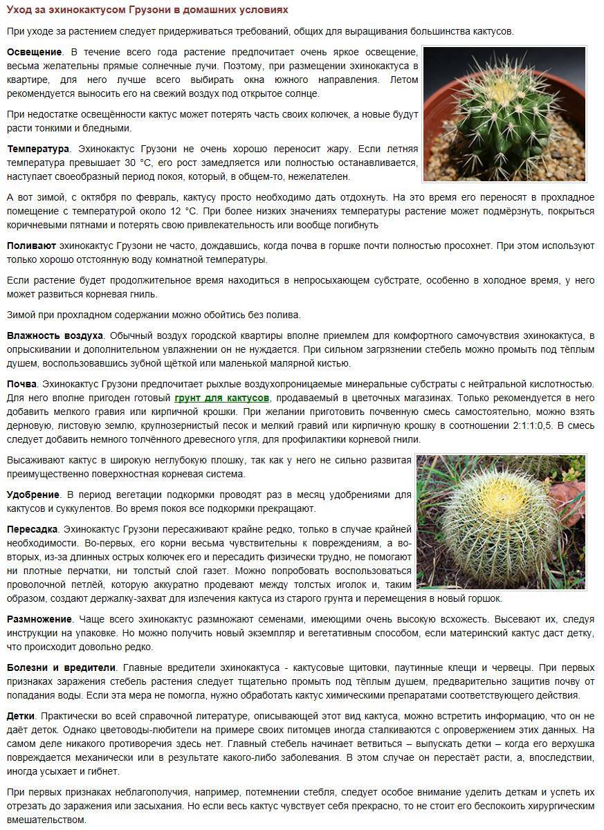 Эхинокактус грузони уход в домашних условиях полив размножение