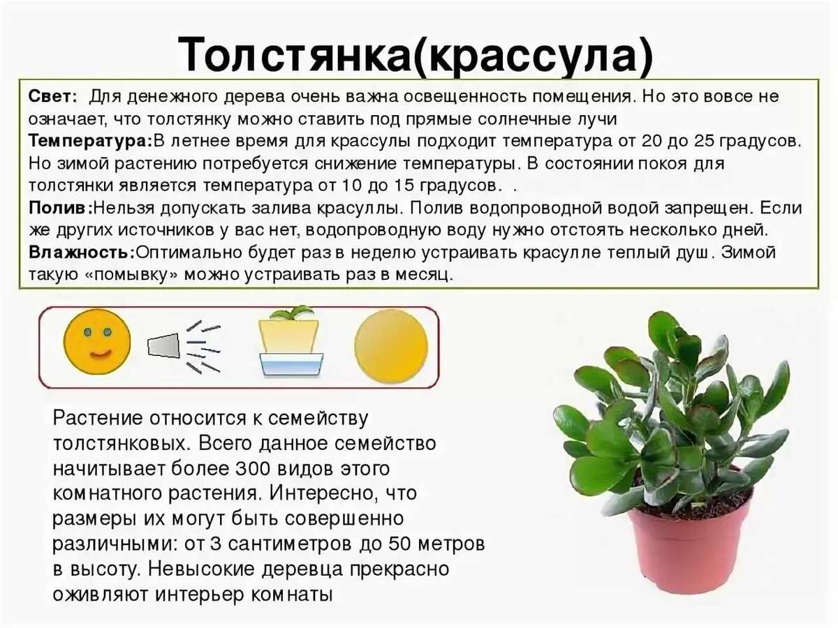 Остянка (oplismenus)
