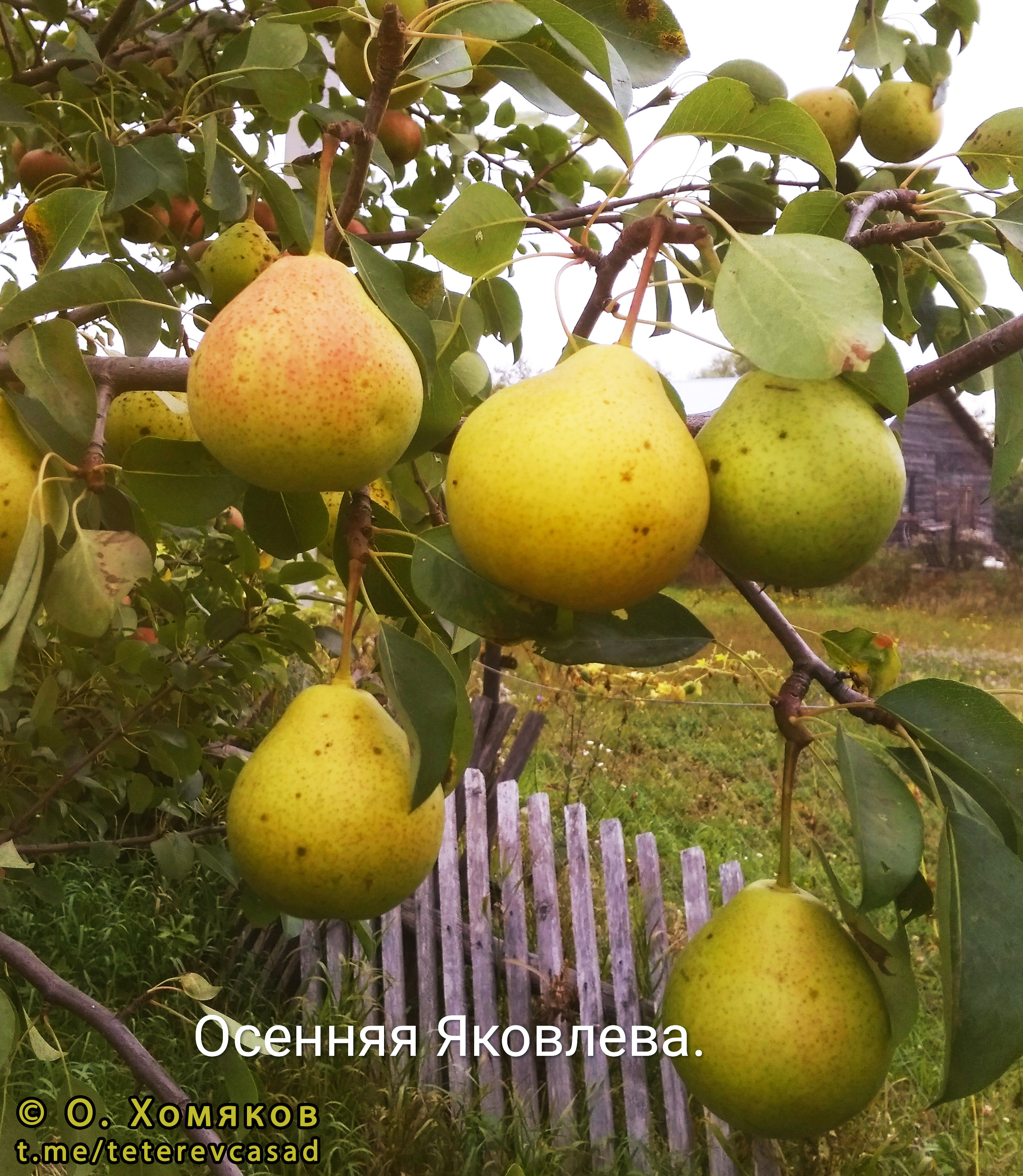 Сорта груш / описание всех сортов - народный сад