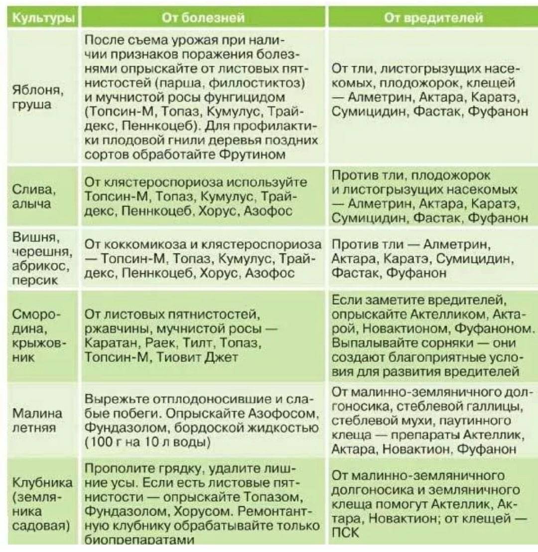 Самые распространенные сорта и виды миндаля
