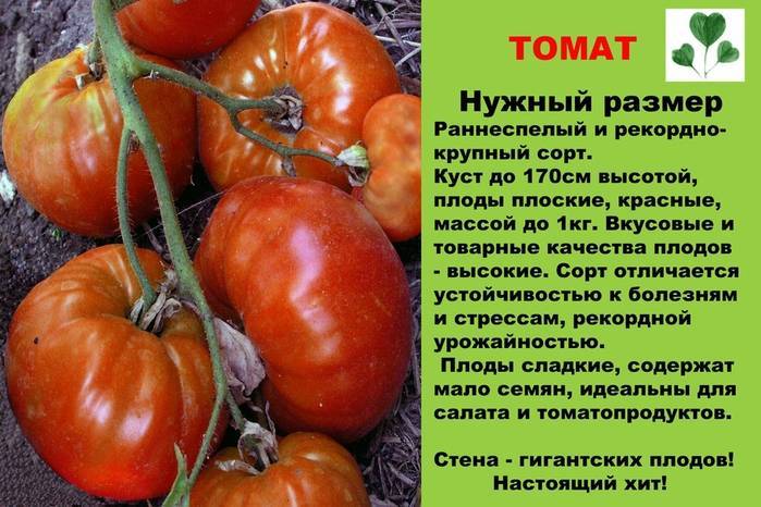 Среднеспелый, крупноплодный, высокорослый сорт томатов для теплиц Урожайность: до 5 кг плодов с 1 растения Купить семена томата Нужный размер