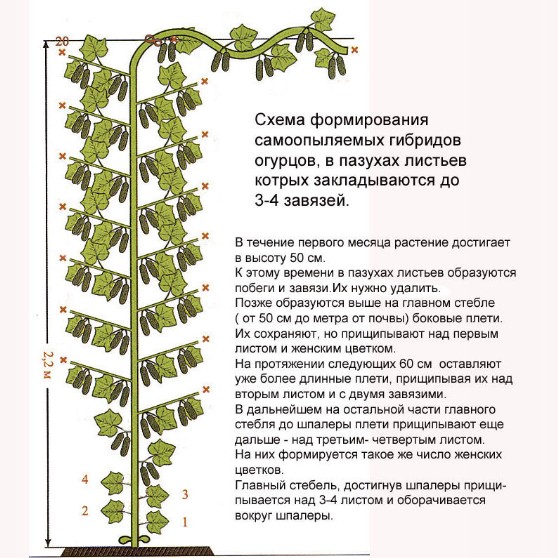 Томат голубая лагуна: описание сорта, отзывы и фото