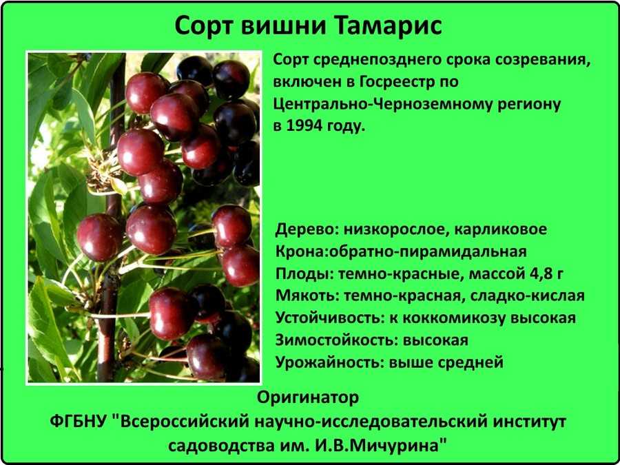 Вишня орлица: описание, особенности и выращивание