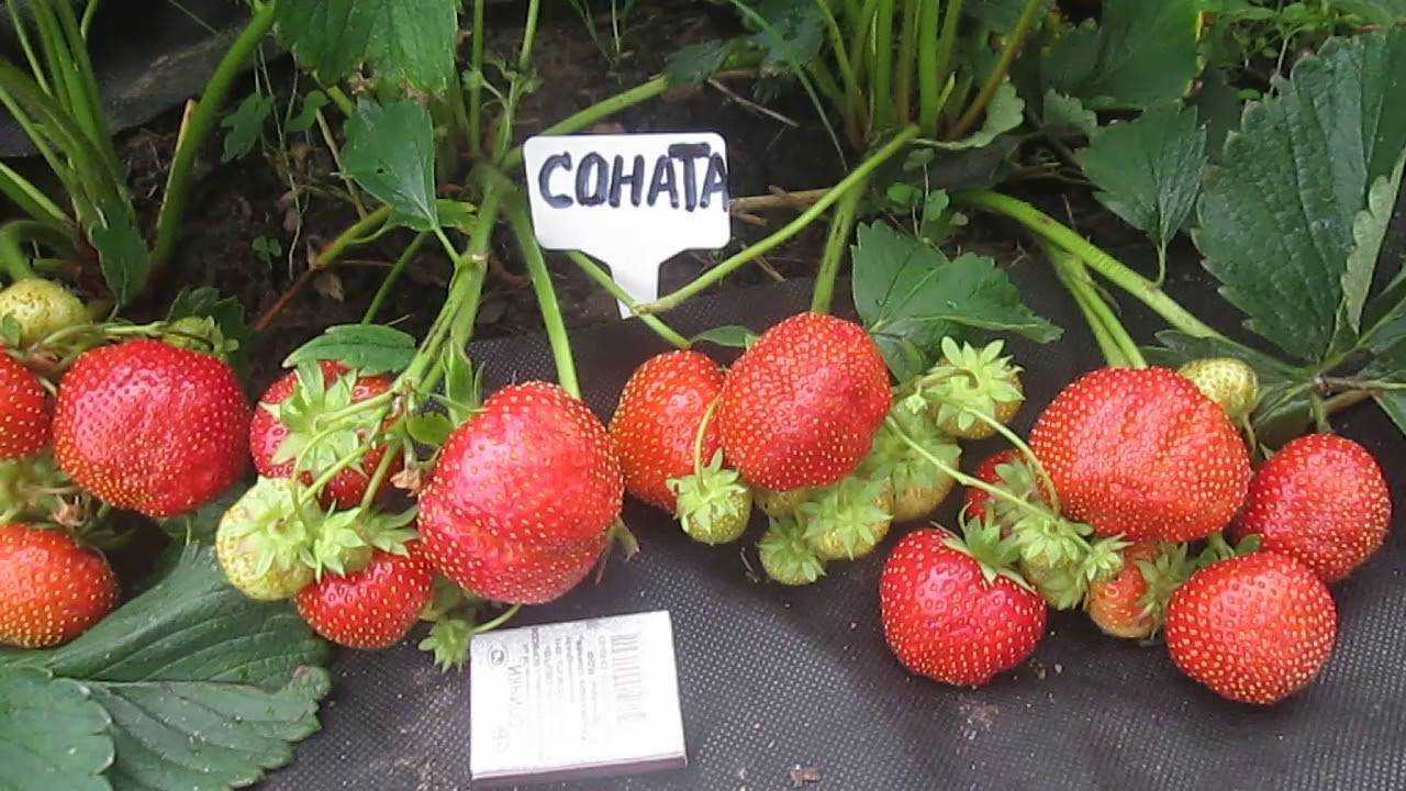 Клубника вечная весна описание сорта | хороший урожай🍎