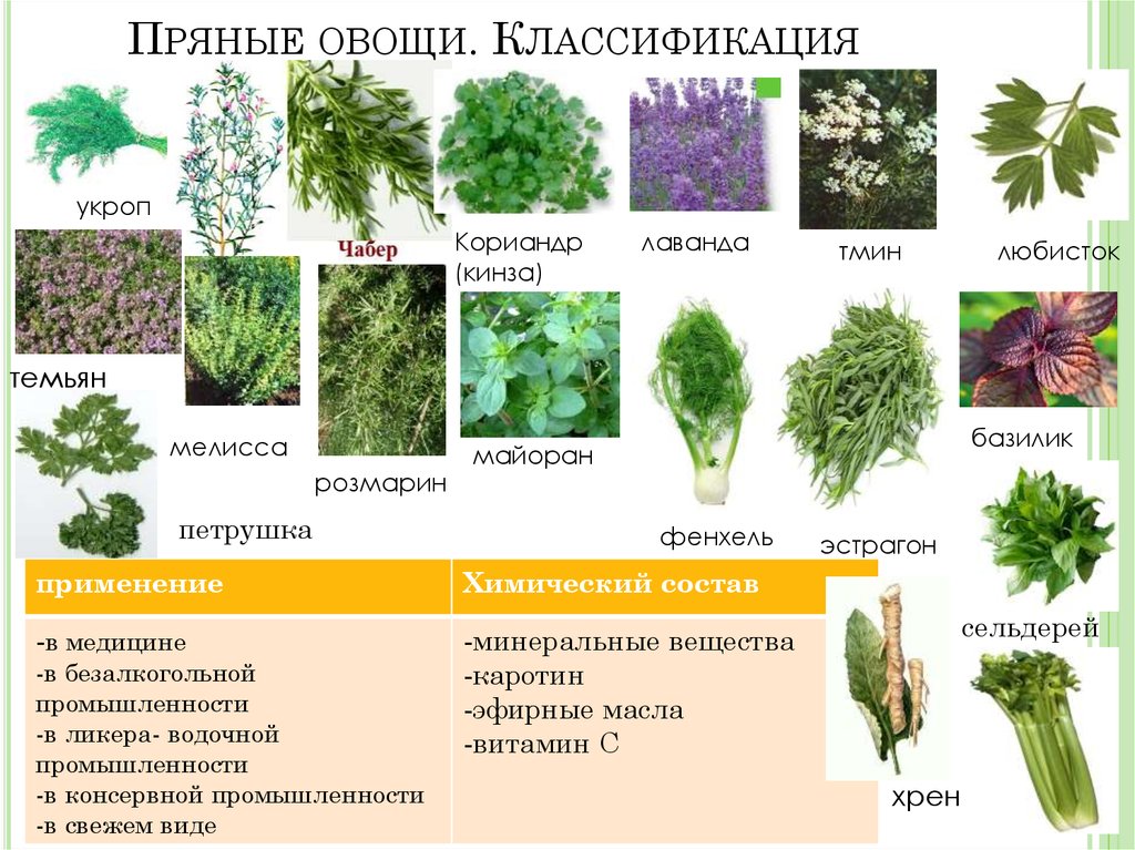 Многообразие разновидностей базилика: описание и характеристики сортов