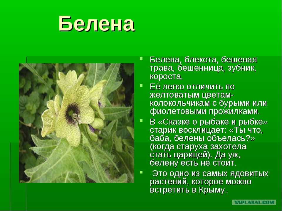 Ядовитое растение белена черная: фото и описание травы, лечебные свойства и рецепты использования в медицине