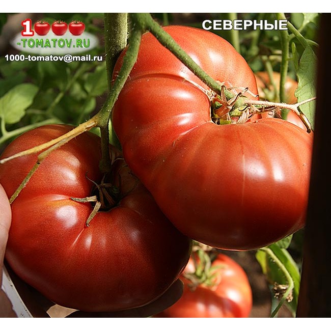 Описание сорта томата северная королева с отзывами огородников