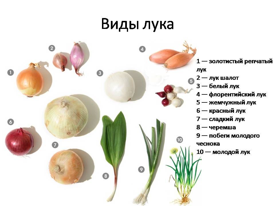 Сладкий лук (салатный): какой выбрать, сорта для средней полосы, сибири, выращивающие через рассаду