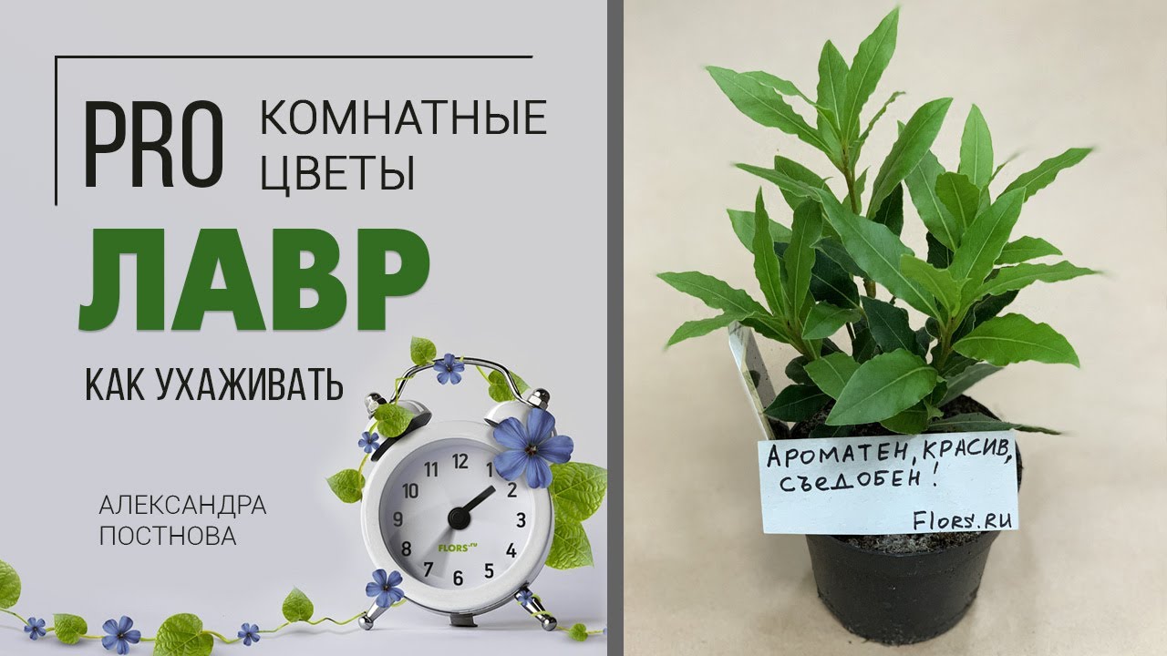 Узнайте все нюансы по уходу за лавром в домашних условиях!