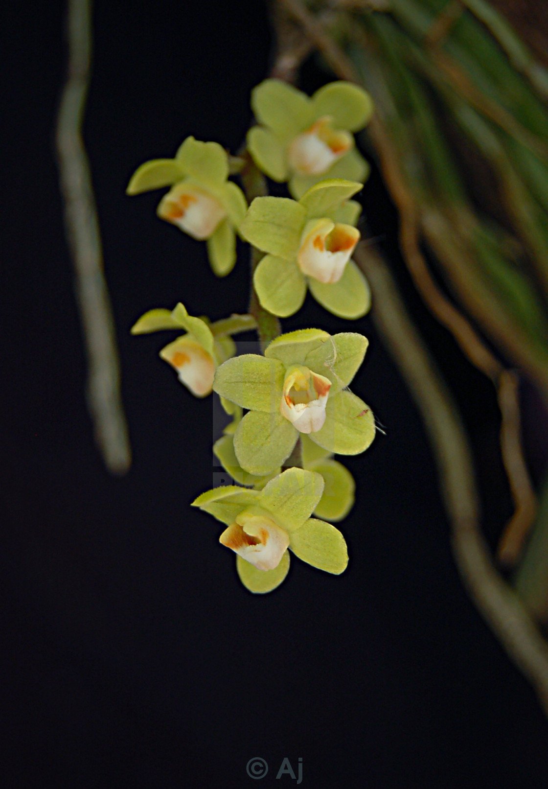 Chiloschista segawae
