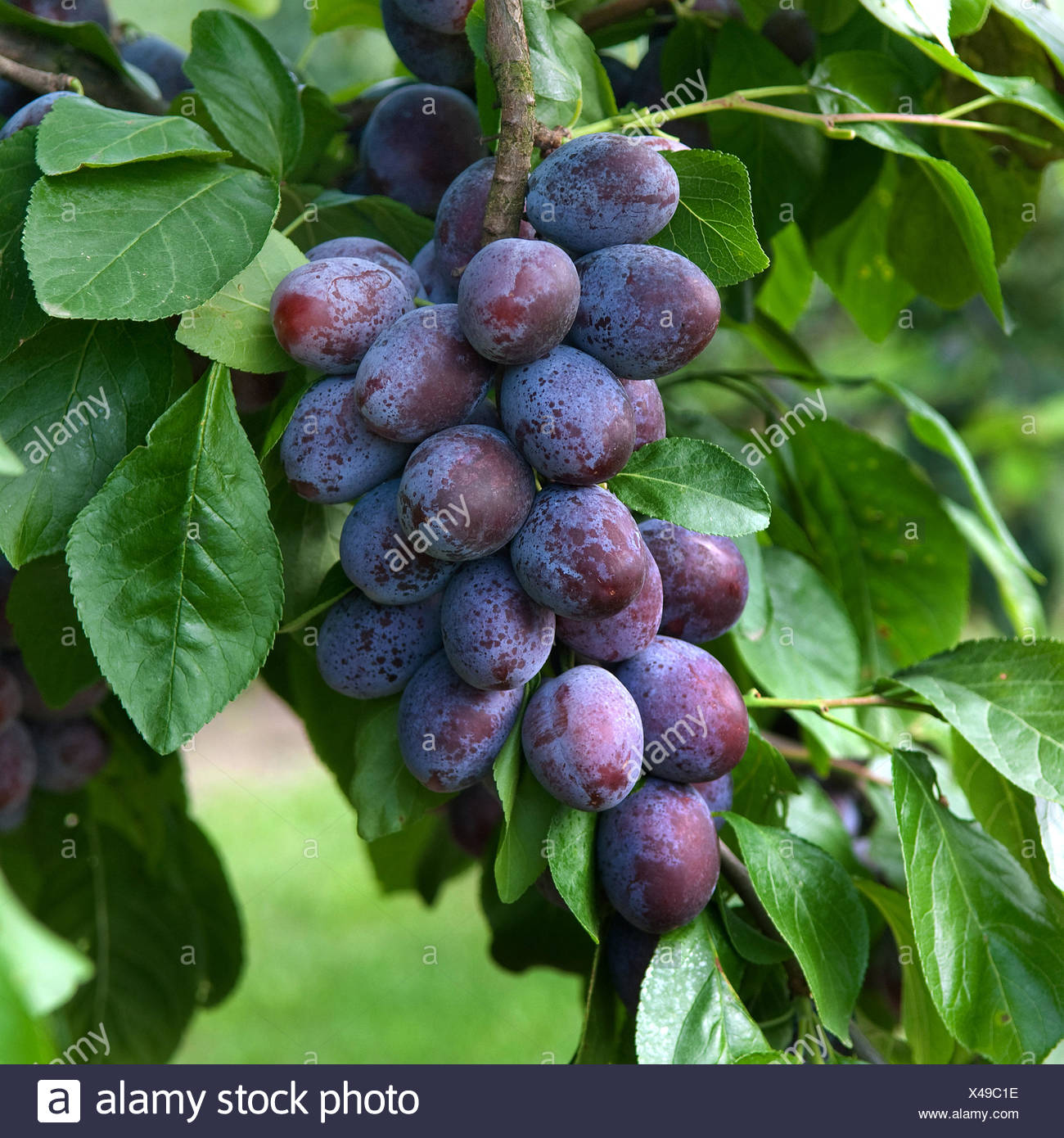 Слива домашняя, слива жёлтая, алыча, терновник