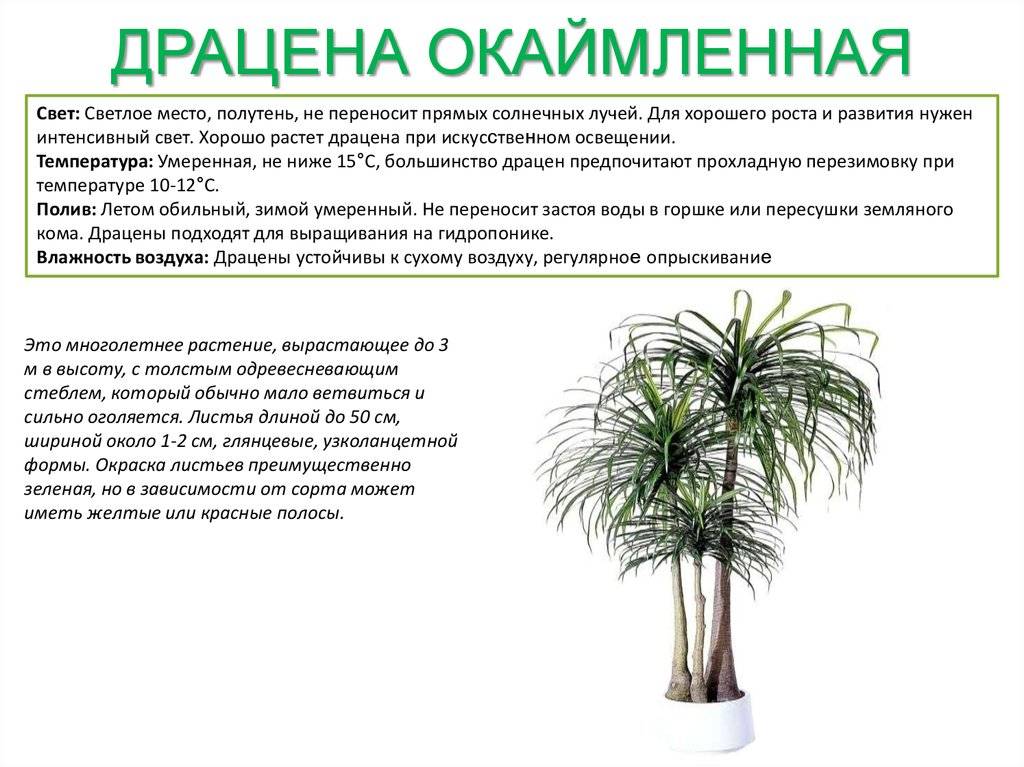 Dracaena braunii care: grow lucky bamboo indoors - plantiago