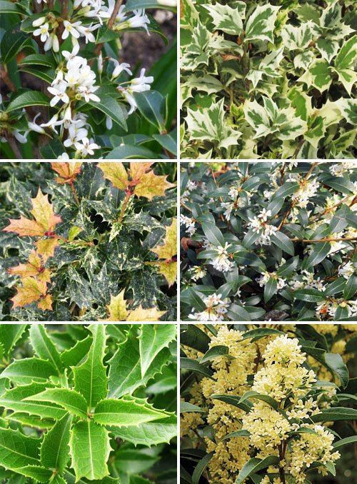 Османтус (osmanthus) - уход, полив, посадка, разведение