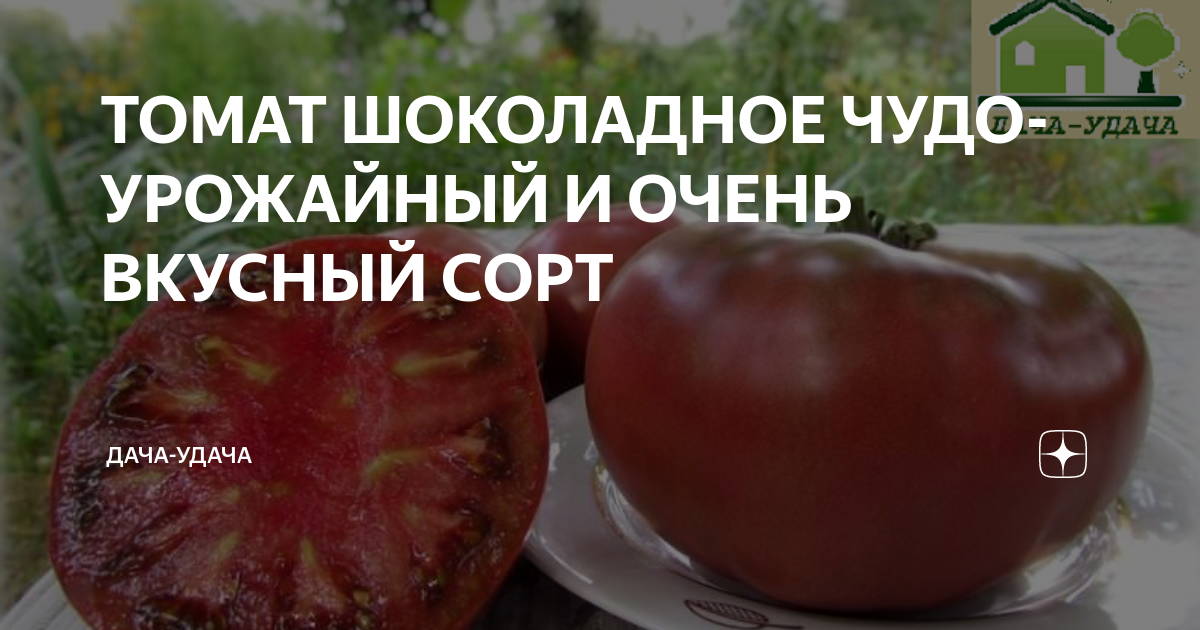 Описание экзотического сорта томата шоколадная амазонка и агротехнические правила выращивания