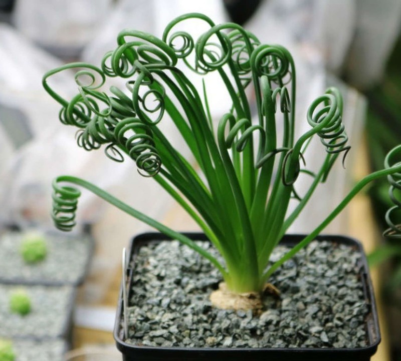Уход за альбукой спиральной в домашних условиях: цветок albuca spiralis из семян
