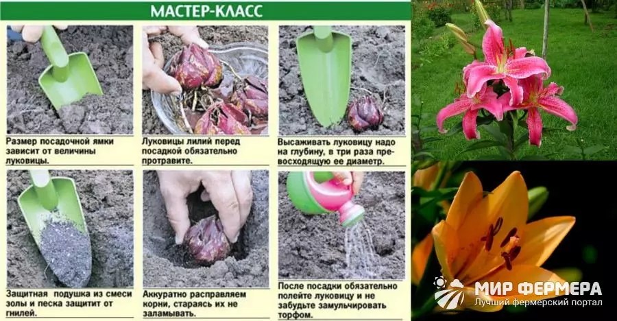 Цветок лилия – посадка и уход в открытом грунте, фото лилий, пересадка и размножение лилий