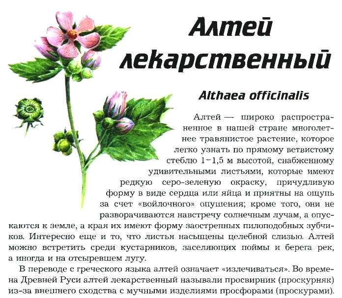 Алтей лекарственный: лечение алтеем | травник