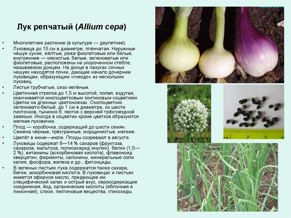 Сорта и виды лука - фото с названиями и описанием характеристик