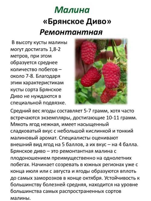 Малина обыкновенная: описание, разновидности, фото