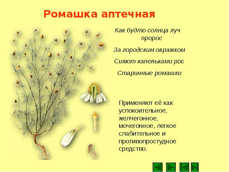 Ромашка аптечная - лечебные свойства, применение и фото ромашки аптечной.