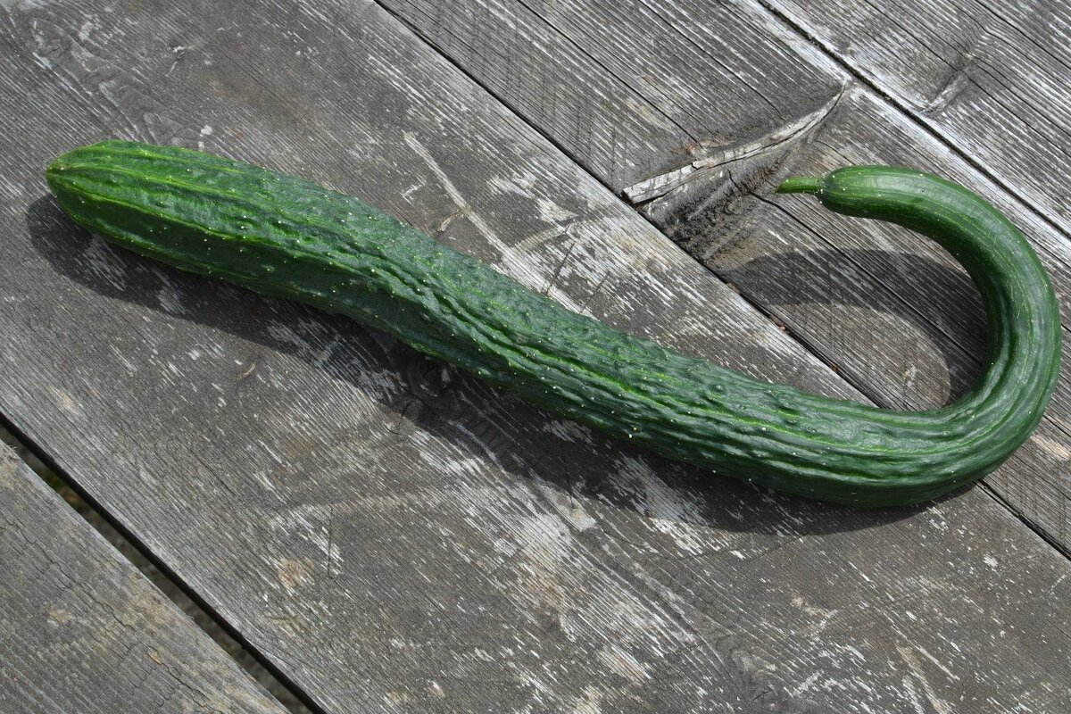 Puna: what is it, characteristics, flora and fauna - agrocorrn