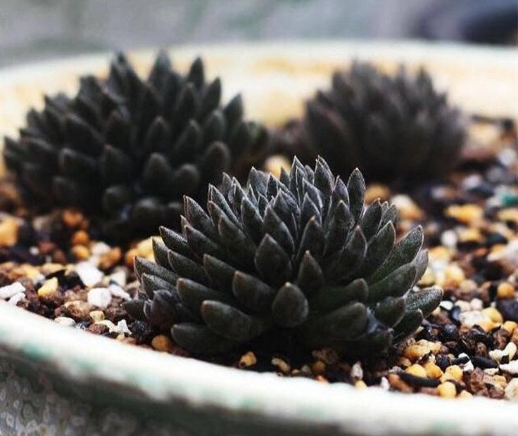 Sinocrassula indica - succulent guide