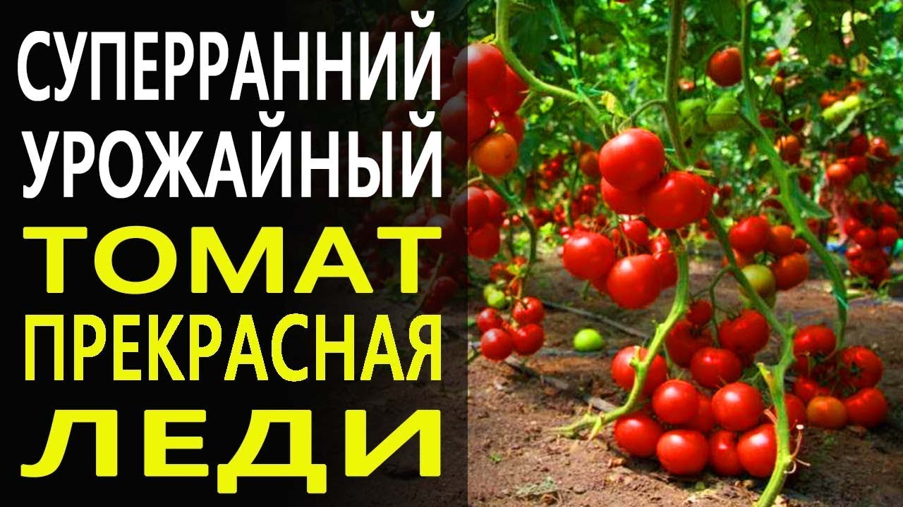 Томат шеди леди характеристика и описание сорта