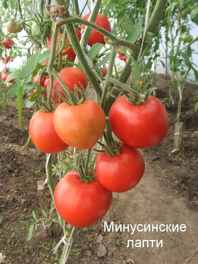 Томат бычье сердце минусинское: описание и характеристики кистевого (плоского) сорта, фото помидоров и отзывы о их урожайности