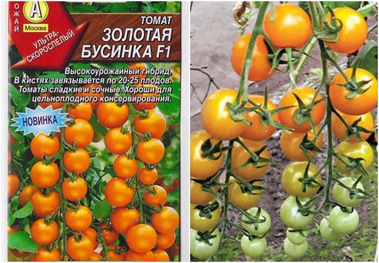 Отличная всхожесть и плоды — томат золотая кисть: описание сорта и советы по выращиванию