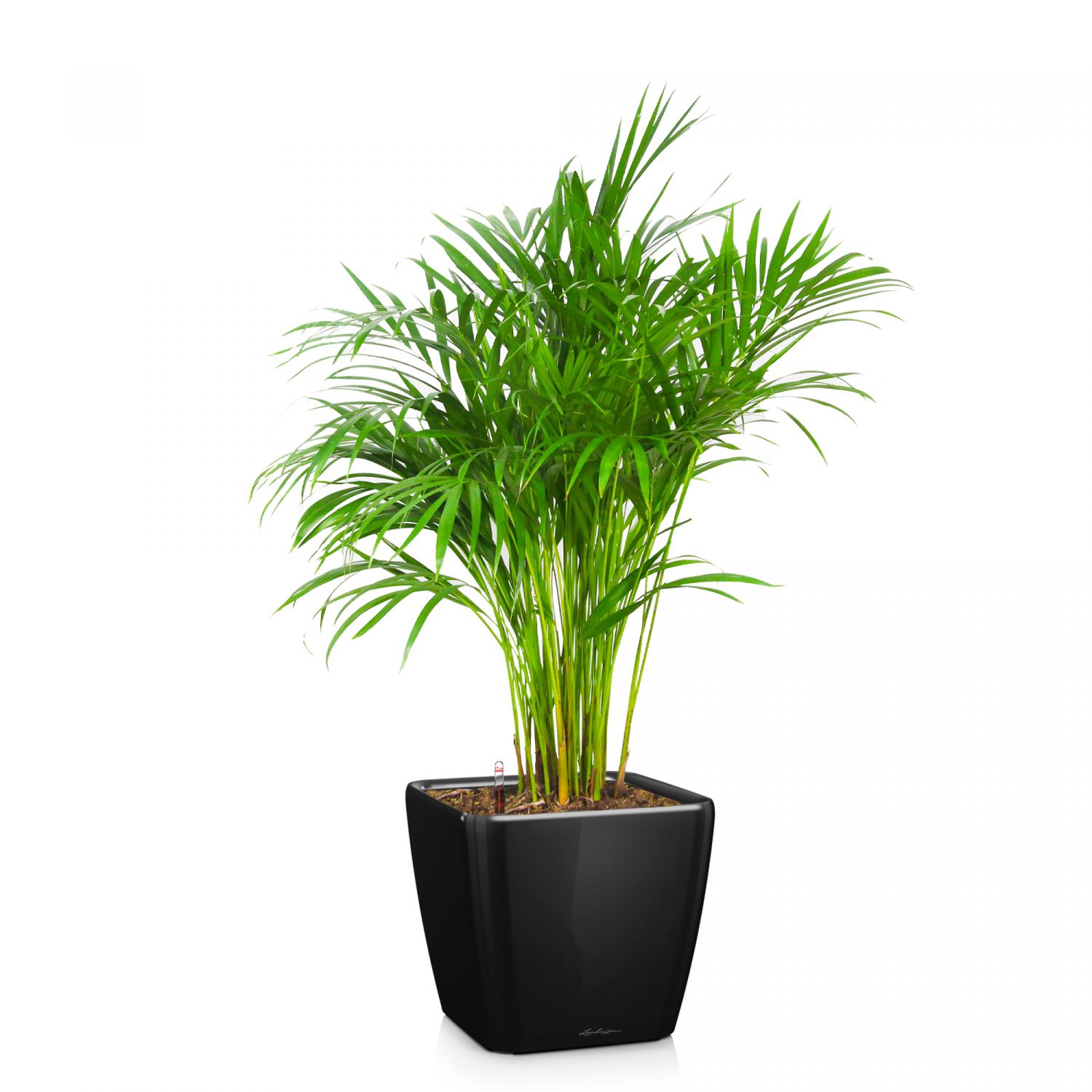 Dypsis lutescens: характеристика, посев, выращивание и уход - биология - 2024