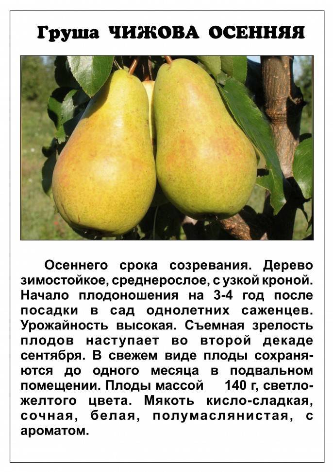 Характеристика груш бере