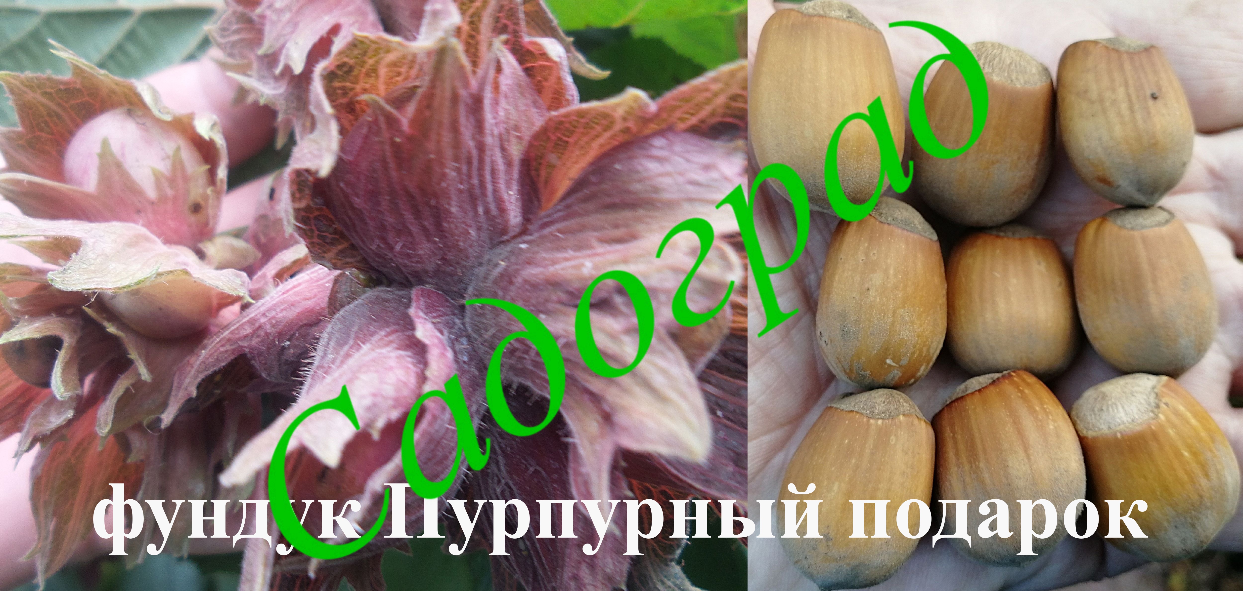 Фундук краснолистный: фото, посадка и уход, использование в ландшафтном дизайне