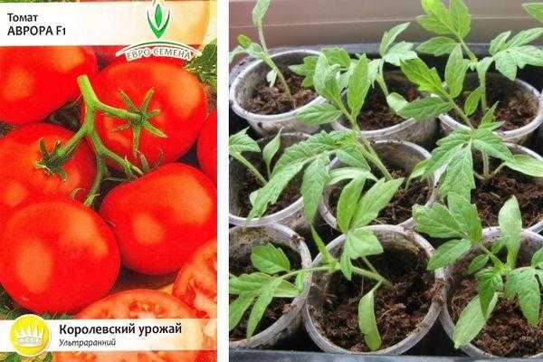 Сорт с насыщенным вкусом и ароматом — томат аврора f1: как вырастить большой урожай?