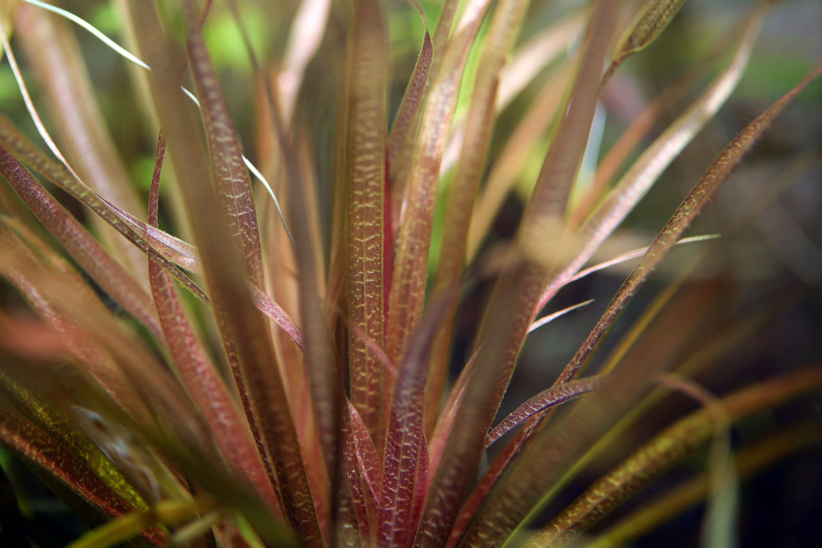 Барклайя длиннолистная (barclaya longifolia): экспедиция одного острова - ароидные: от болота до аквариума