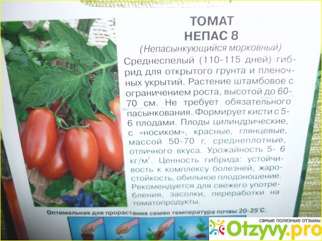 Томаты-гномы в ог сибирского огорода.
