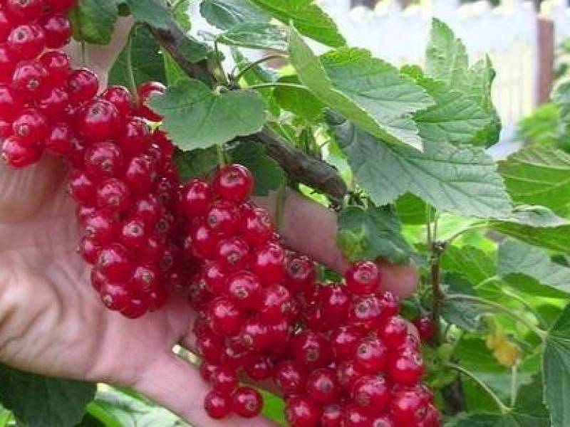 Смородина красная каскад посадка и уход
