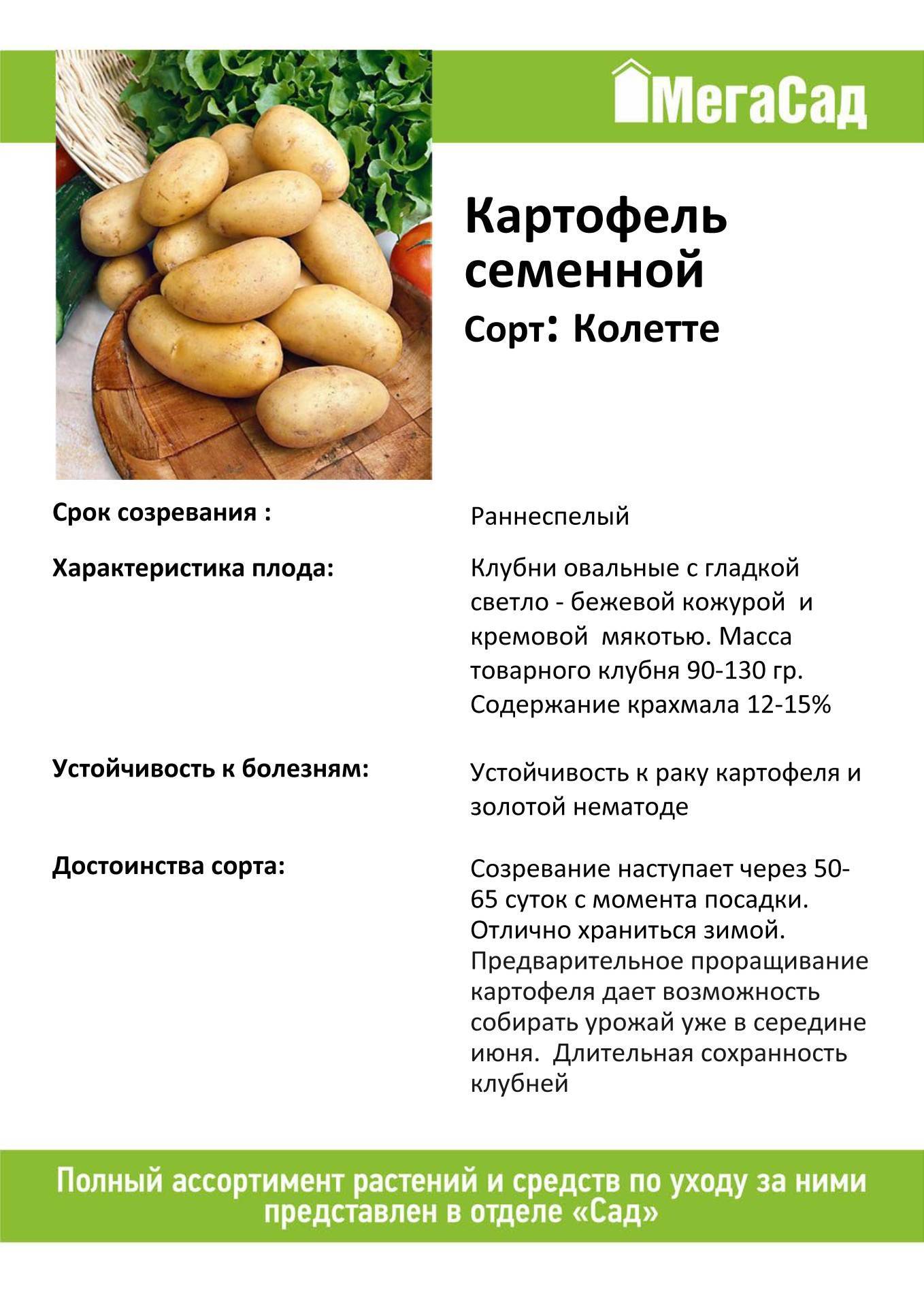 Премиальный европейский картофель астерикс: описание сорта, фото, характеристика