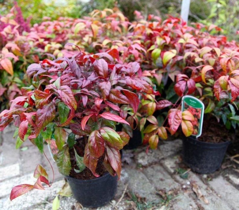 Nautilocalyx ecuadorensis, наутилокаликс pemphidius