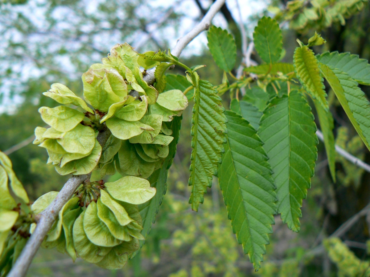 Вяз мелколистный (ulmus minor)
